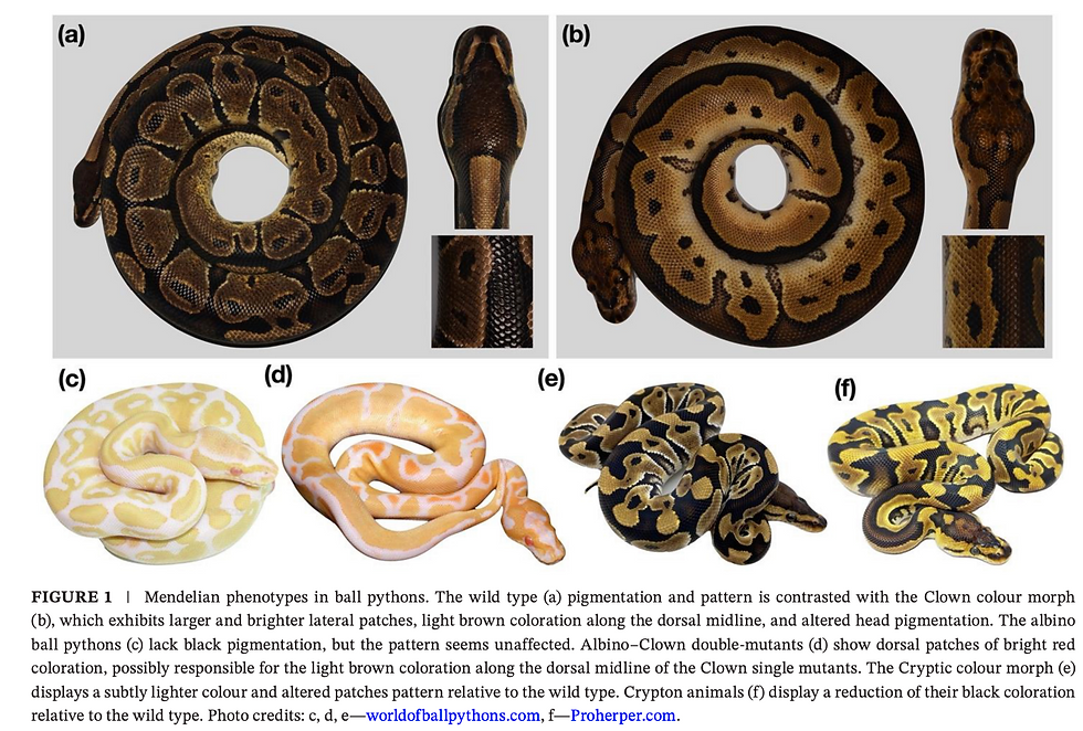 Different Morph Variations- Ball Pythons