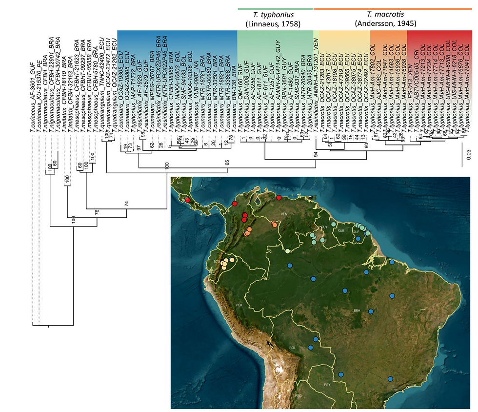 Location of all Trahycephlalus typhonius samples and relatives