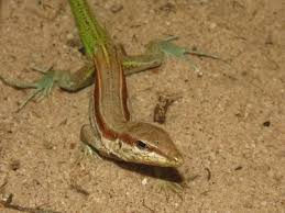 Bahian Sand Dune Lizard, glaucomastix abaetensis, in-situ