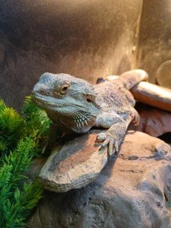 Bearded Dragon Pogona