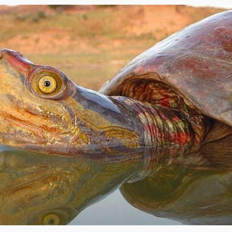 Red-Crowned Roofed Turtle Batagur kachuga in-situ