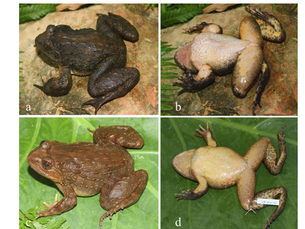 Dorsal and ventral views of Quasipaa boulengeri in life from Cao Bang Province, Vietnam: a) and b) male, and c) and d) female.