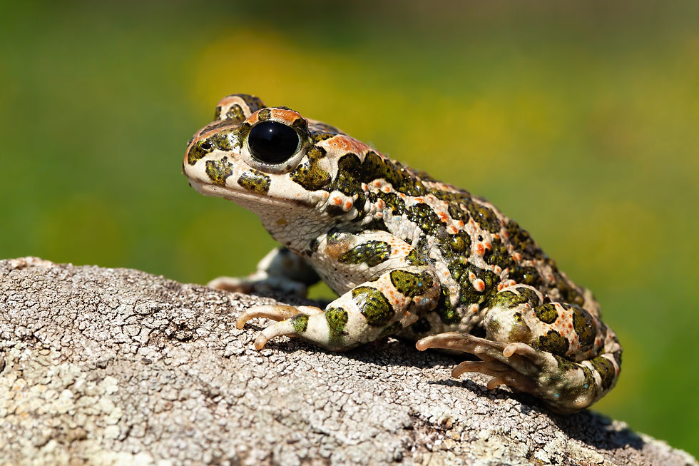 Natterjack Toad Epidalea calamita