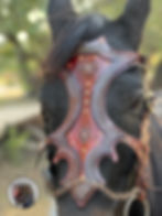 縮圖：Aeglos Shines Bridle/Chamfron
