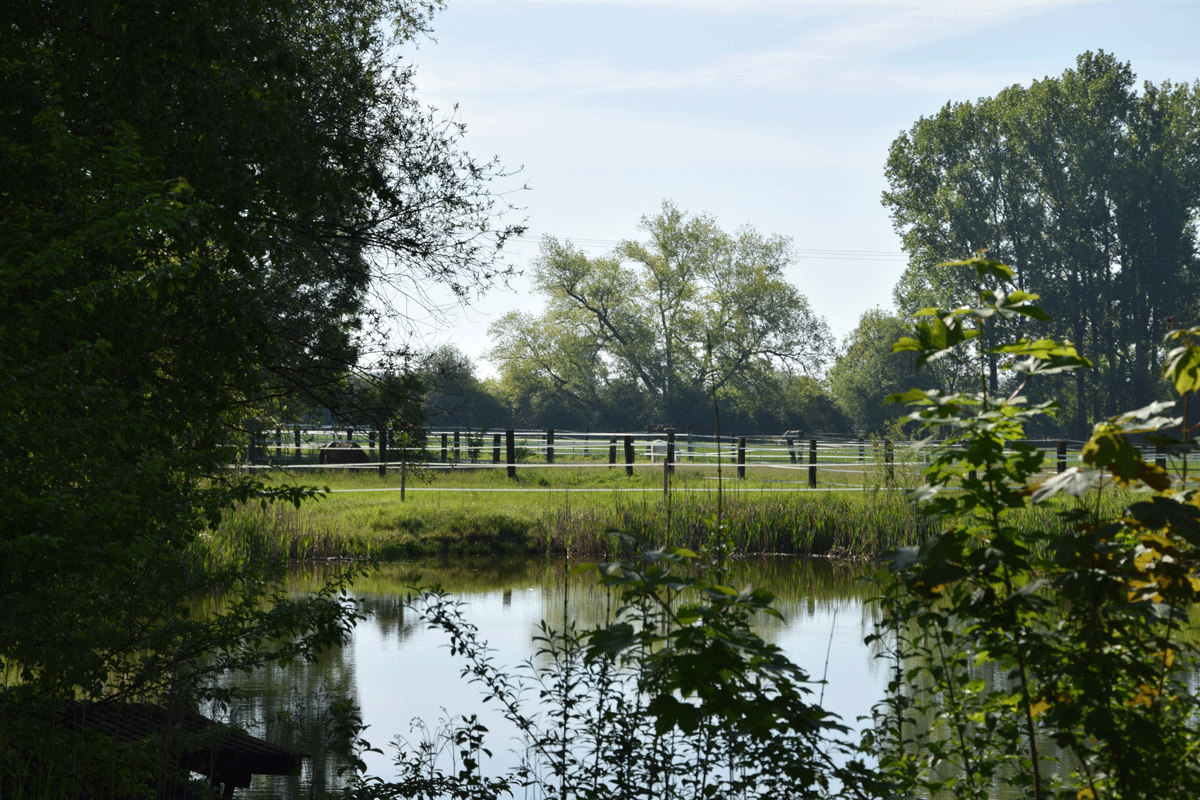 Badeweiher für Pferd und Reiter