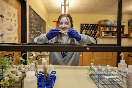 Descoberta encerra mistério sobre origem do LSA encontrado nas Ipomoea