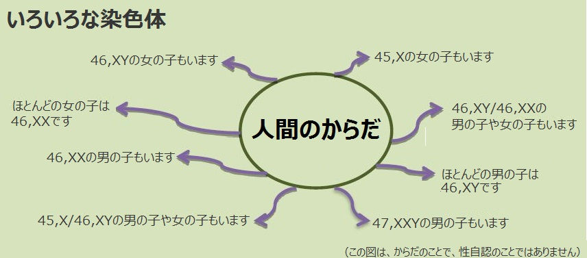 DSDs:体の性の様々な発達(性分化疾患)専門医療での染色体の概念図。