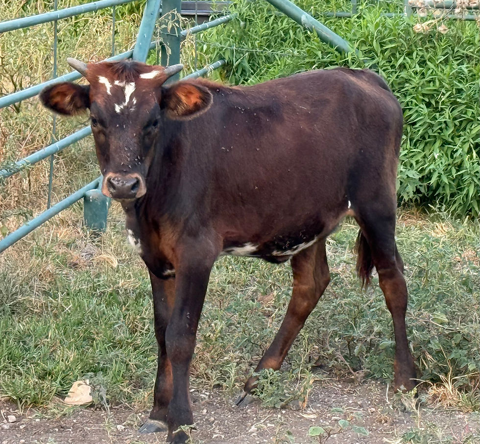 DG Pick the Ring  8-3-25