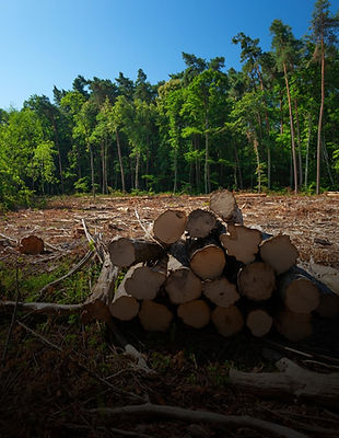 brush removal (2).jpg