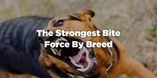 Dog Biting Force Which Dog Bite Is Strongest A List Guide Dog Biting Force Which Dog Bite Is Strongest A List Guide