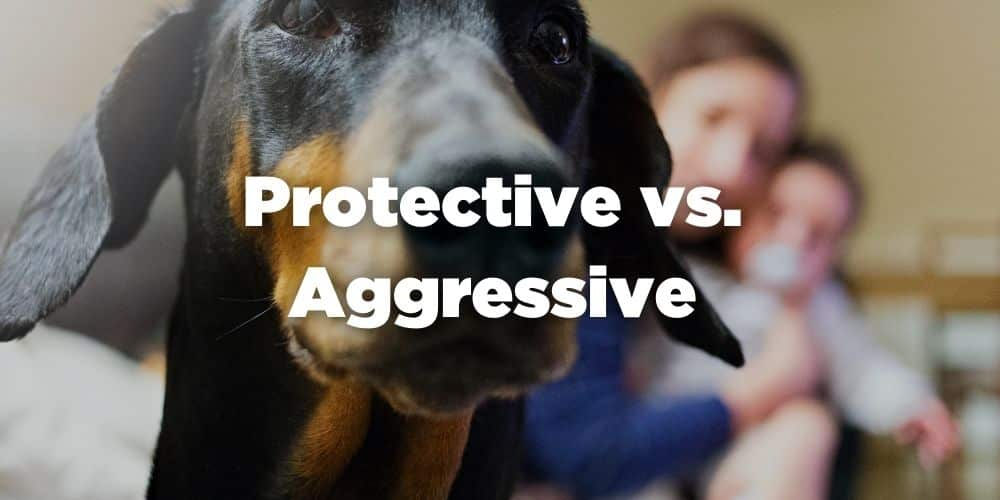 Signs Your Dog Is Protective of You Dog Owner Protection