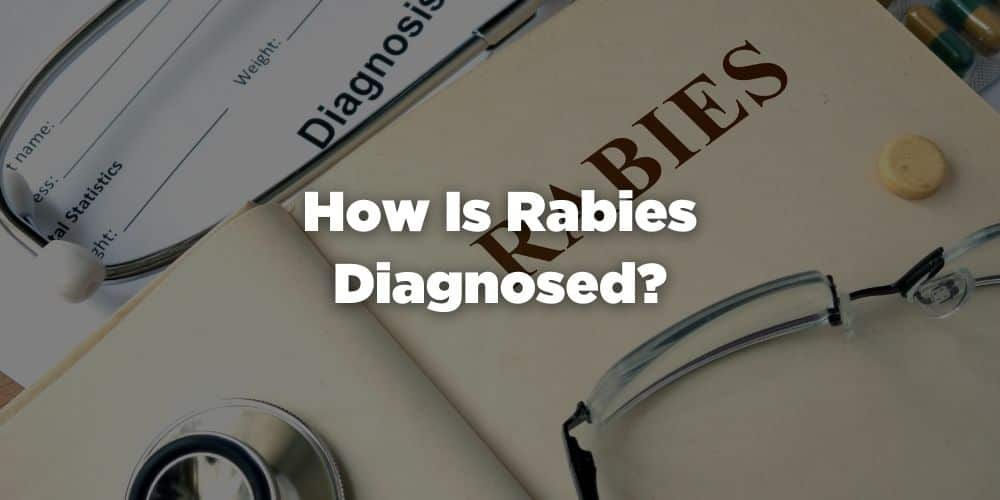 Warning Signs Your Dog Has Rabies Signs & Behaviors