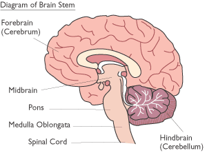 brainstem-300px.gif