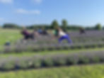 Yoga at the Lucky Clover Lavender Farm
