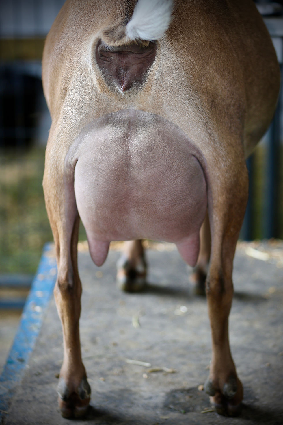 Breezy Yearling FF