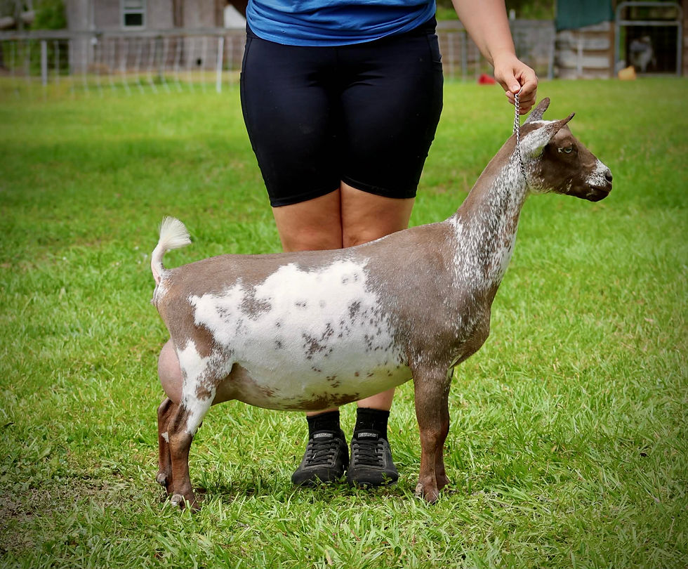 Hootie yearling FF