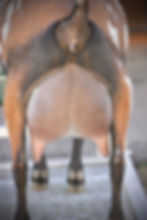 Birdie FF 7 weeks fresh rear