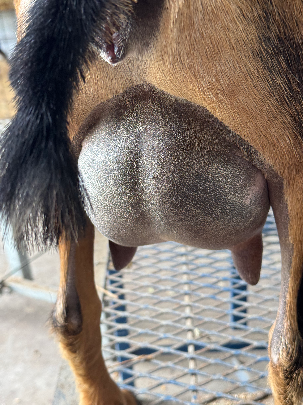 Monkey yearling FF 12hr fill