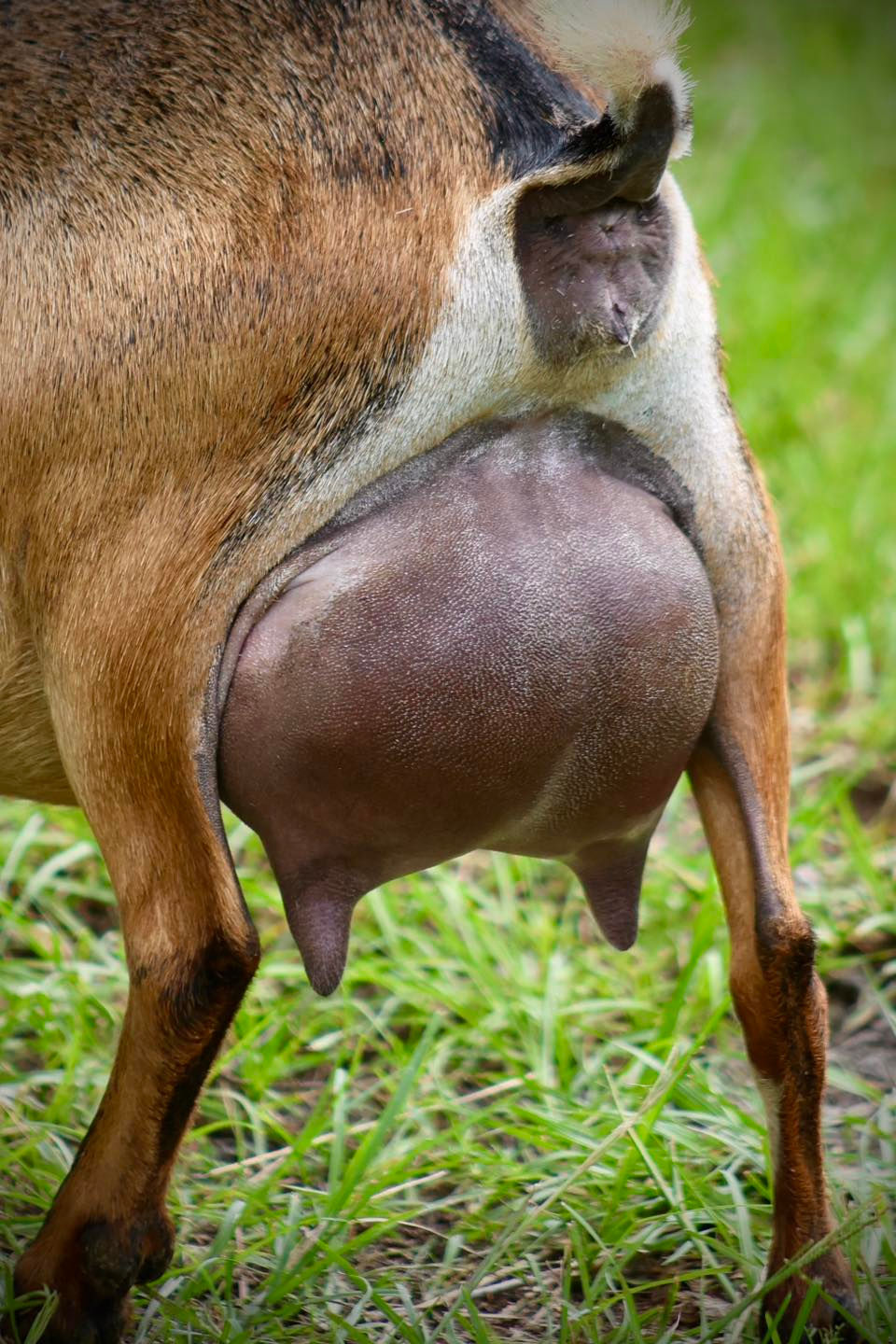 Windy FF udder