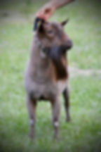 Dealer 2yo front