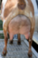 Bean 2yo 2F
