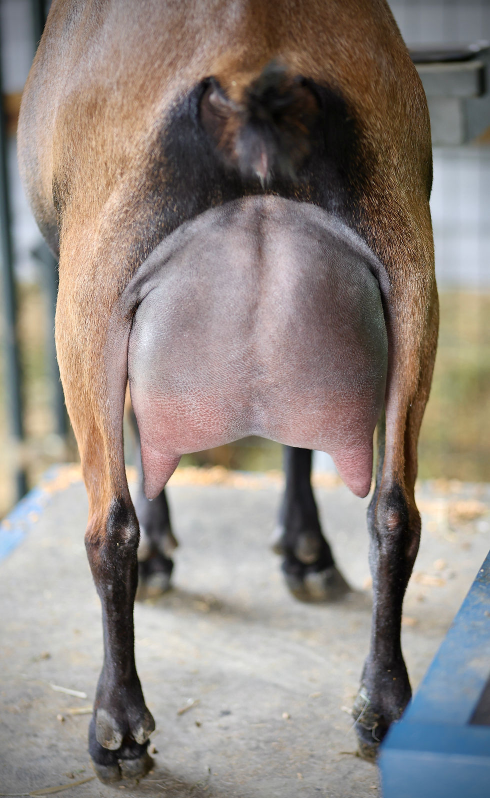 Poppy Yearling FF