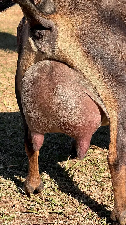 Georgia 3yo FF