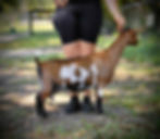 Cherry 2yo 2F