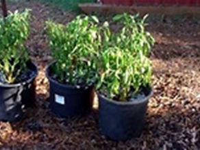 Wintering Vegetables