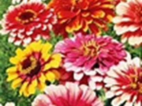 Fall Flowers