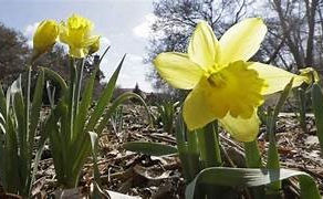 April Gardening Chores