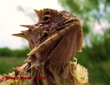 Horned Lizard Habitats