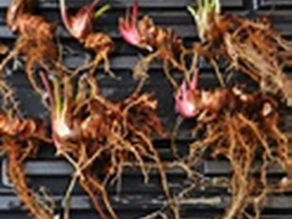 Bulbs, Corms and Rhizomes: The Difference