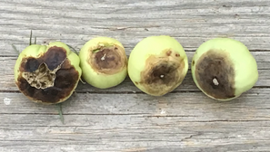 Blossom End Rot