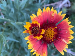Native Plants are Having Their Moment
