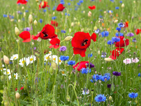 Experiment with Cool Season Flowers and Vegetables