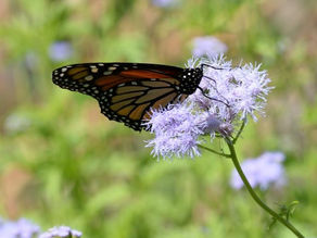 Responsible Beauty for Monarchs
