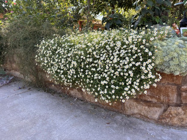 The Blackfoot Daisies and Wormwood spilling over our retaining wall last year. Photo: Amanda Green
