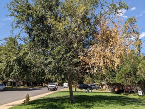 Watering Trees