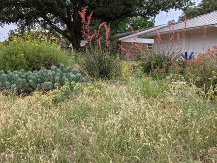 Buffalograss – a Short Grass