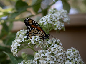 Monarch Migrations