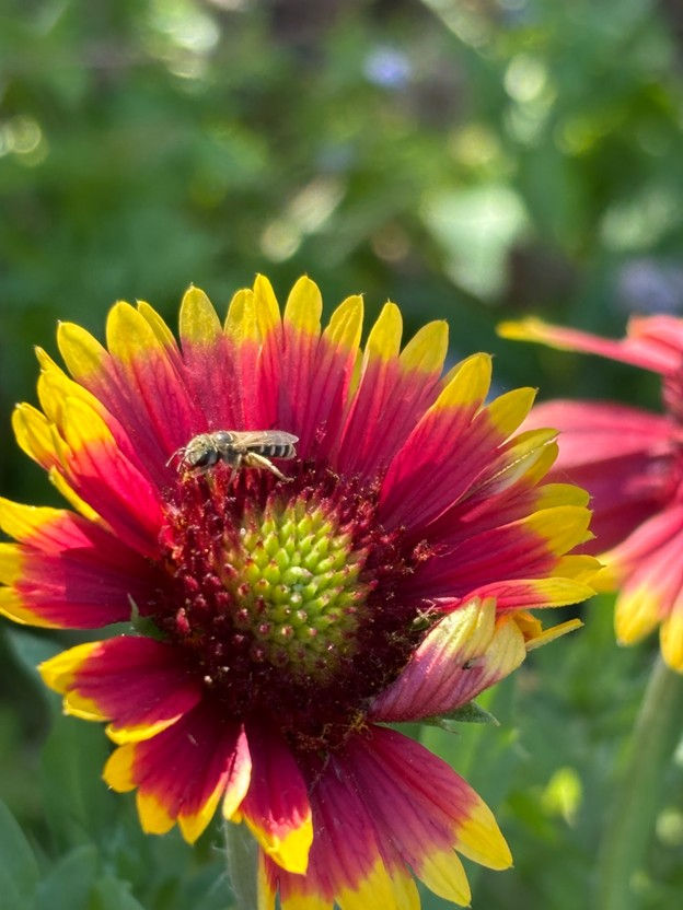 Indian Blanket blooms in the garden. Photo: Amanda Green