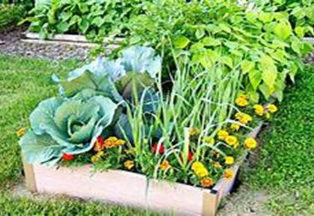 May Plantings