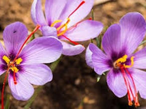 Saffron Crocus
