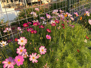 Cosmos
