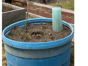 Supplement Your Budget with a Garden