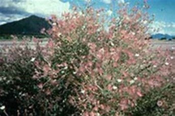 Apache Plume