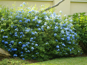 Growing Plumbago