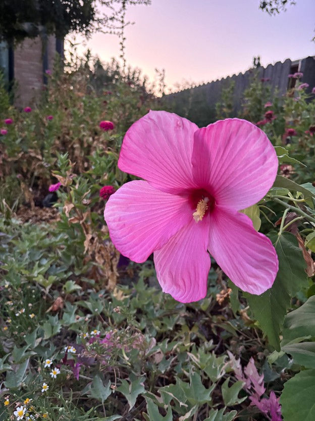 Rock Rose and Hibiscus are blooming from our home garden. Photo by Amanda Green