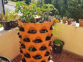 Container Gardening